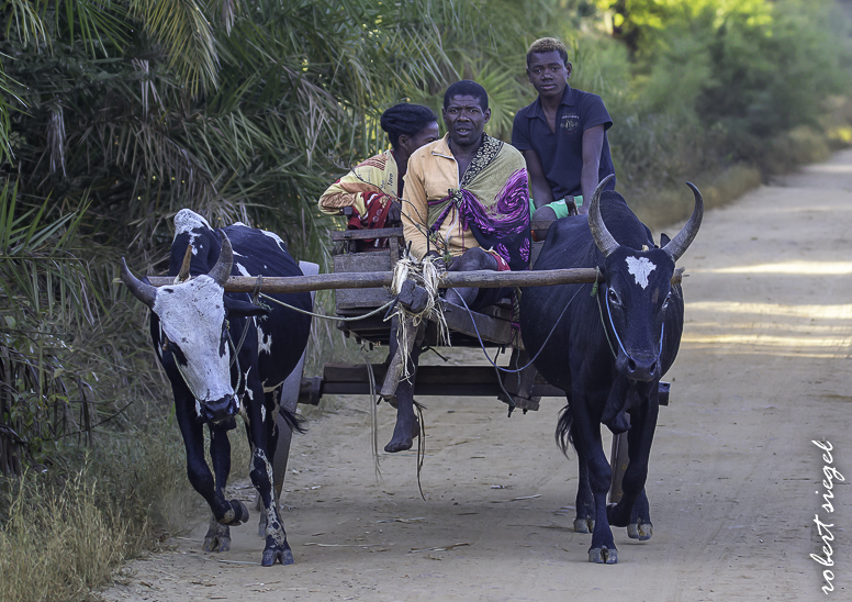 zebu cart